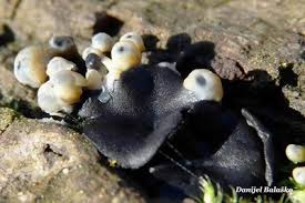 Attēlu rezultāti vaicājumam “Holwaya mucida”