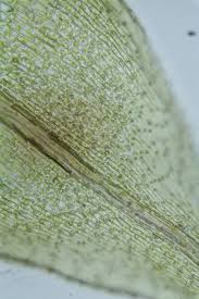 Attēlu rezultāti vaicājumam “Philonotis”