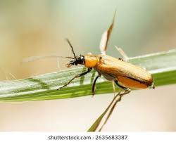Attēlu rezultāti vaicājumam “Oedemeridae”