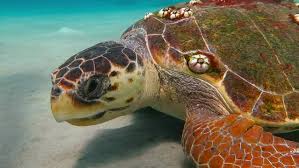 Image result for Caretta caretta