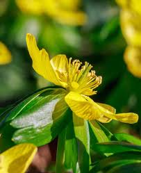 Attēlu rezultāti vaicājumam “Eranthis hyemalis”