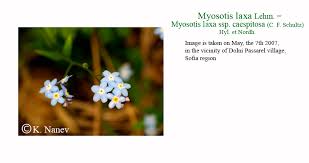 Attēlu rezultāti vaicājumam “Myosotis laxa subsp. baltica”