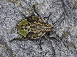 Attēlu rezultāti vaicājumam “Carpocoris sp. nymph”