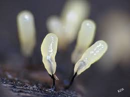 Attēlu rezultāti vaicājumam “Craterium leucocephalum macro”