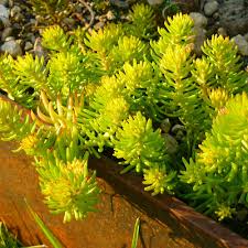 Attēlu rezultāti vaicājumam “Sedum rupestre”