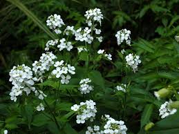 Attēlu rezultāti vaicājumam “Hesperis matronalis leaf”