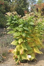 Attēlu rezultāti vaicājumam “Nicotiana tabacum fruit”
