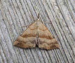 Attēlu rezultāti vaicājumam “Hypena proboscidalis”