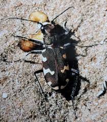 Attēlu rezultāti vaicājumam “Cicindela hybrida”
