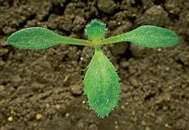Attēlu rezultāti vaicājumam “Senecio vernalis leaf”
