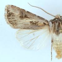 Attēlu rezultāti vaicājumam “Agrotis vestigialis”