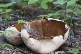 Attēlu rezultāti vaicājumam “Peziza repanda”