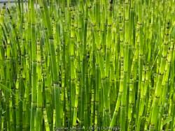 Attēlu rezultāti vaicājumam “Equisetum hyemale”