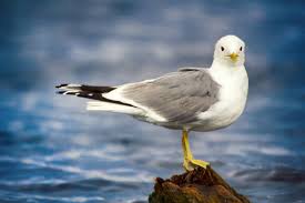 Attēlu rezultāti vaicājumam “Larus canus adult”