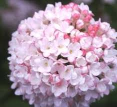 Attēlu rezultāti vaicājumam “Viburnum opulus flower”