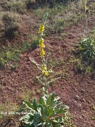 Attēlu rezultāti vaicājumam “Verbascum”