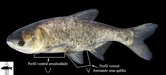 Image result for Hypophthalmichthys nobilis