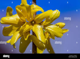 Attēlu rezultāti vaicājumam “Forsythia intermedia flower”