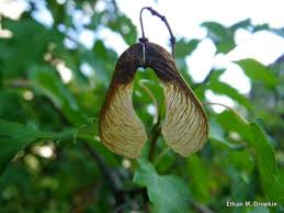 Attēlu rezultāti vaicājumam “Acer tataricum subsp. ginnala bud”