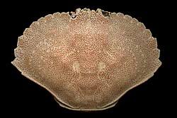 Image result for Cancer irroratus