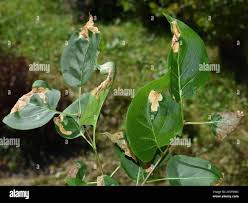 Attēlu rezultāti vaicājumam “Gracillaria syringella larva”