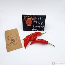 Afbeeldingsresultaat voor paper lantern hot pepper