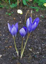 Attēlu rezultāti vaicājumam “Crocus speciosus flower”
