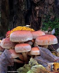 Attēlu rezultāti vaicājumam “Hypholoma lateritium”