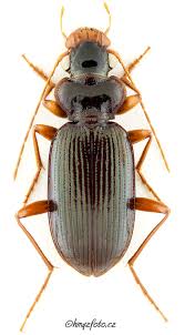 Attēlu rezultāti vaicājumam “Leistus terminatus”