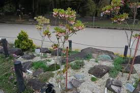 Attēlu rezultāti vaicājumam “Enkianthus chinensis flower”