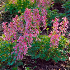 Attēlu rezultāti vaicājumam “Corydalis solida flower”