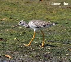 Image result for Tringa melanoleuca