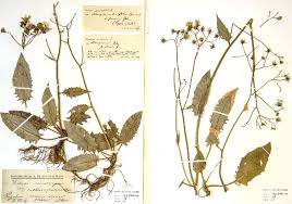 Attēlu rezultāti vaicājumam “Hieracium murorum leaf”