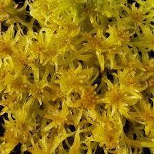 Attēlu rezultāti vaicājumam “Sphagnum fallax”