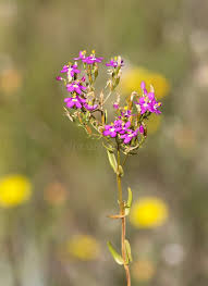 Attēlu rezultāti vaicājumam “Centaurium littorale flower”