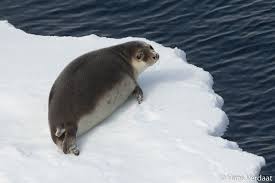 Image result for Cystophora cristata