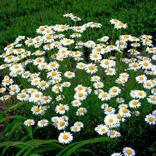 Attēlu rezultāti vaicājumam “Leucanthemum vulgare flower”