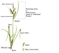 Attēlu rezultāti vaicājumam “Carex acuta leaf”
