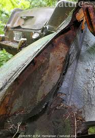 Attēlu rezultāti vaicājumam “Muscicapa striata nest”