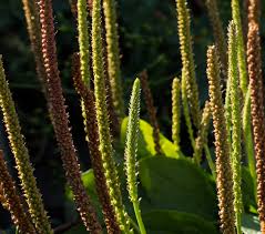 Attēlu rezultāti vaicājumam “Plantago uniflora leaf”