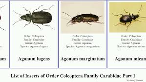 Attēlu rezultāti vaicājumam “Acupalpus flavicollis”