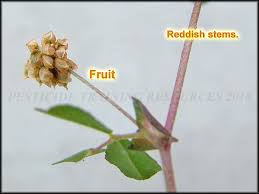 Attēlu rezultāti vaicājumam “Trifolium dubium bud”