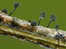 Attēlu rezultāti vaicājumam “Lamproderma pseudomaculatum spores”