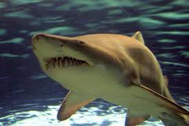 Image result for Carcharias taurus