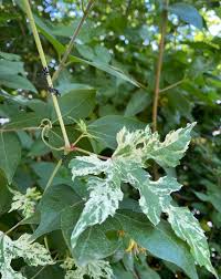 Attēlu rezultāti vaicājumam “Sawadaea tulasnei”
