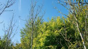 Attēlu rezultāti vaicājumam “Hymenoscyphus fraxineus”