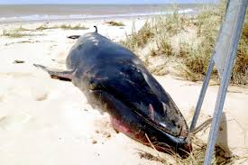 Image result for Balaenoptera omurai