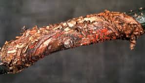 Attēlu rezultāti vaicājumam “Nectria sp., Neonectria sp.”