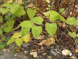 Attēlu rezultāti vaicājumam “Reynoutria sachalinensis fruit”