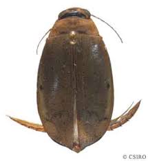 Attēlu rezultāti vaicājumam “Dytiscidae”